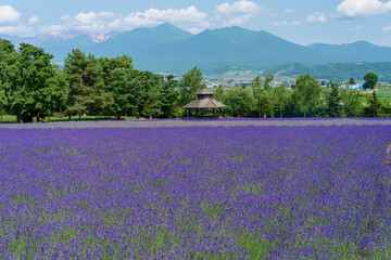 北海道・富良野 ファーム富田のラベンダー畑と青空の風景