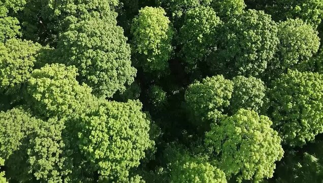 Top-down aerial of lush green forest canopy