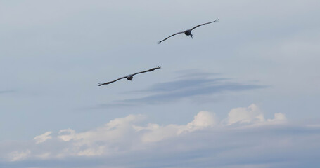 Obraz premium Sandhill cranes in flight