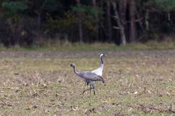 Obraz premium Kraniche auf abgeernteten Maifeld in der Region Zingst an der Ostsee.