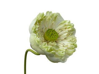 white dahlia flower, white water lily, Waterlily, Lotus, Pink, purple, red, white, green, beautiful, yellow, png