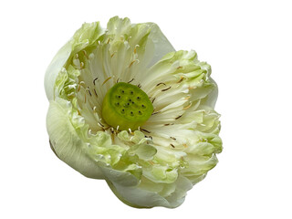 close up of a flower, white water lily, Waterlily, Lotus, Pink, purple, red, white, green, beautiful, yellow, png