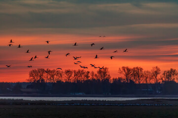 Obraz premium Nach Sonnenuntergang fliegende Kraniche am Bodden vor Zingst.