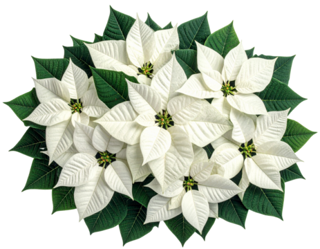  Top View White Poinsettia Cluster with Lush Green Leaves, Isolated on Transparent Background