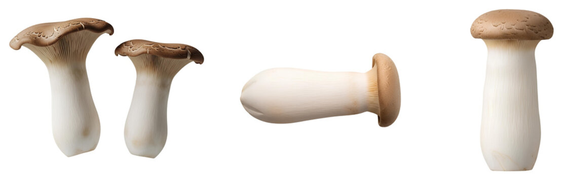 King oyster mushroom set PNG. Collection of fresh wild edible fungi in various perspectives in to view, and angle, isolated for diverse gourmet recipe visuals. Organic king trumpet mushrooms PNG