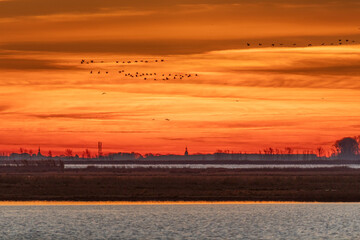 Vor Sonnenaufgang bei Morgenrot fliegende Kraniche am Bodden vor Zingst.