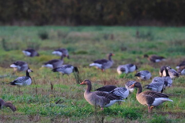geese