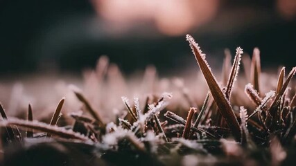 Close up macro view of delicate frost crystals sparkling on dry grass blades in morning light. - Powered by Adobe