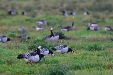 geese