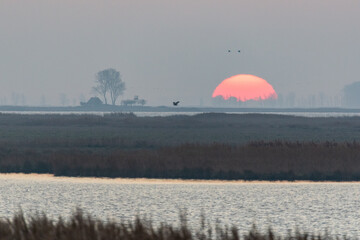 Obraz premium Seeadler und Kraniche bei Sonnenaufgang am Bodden vor Zingst.