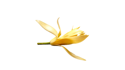 Champaka on white background.Magnolia  Flowers,isolated  on Transparent background.