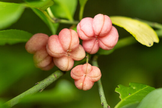 Beautiful Spindle Tree Fruits with Seeds Macro View