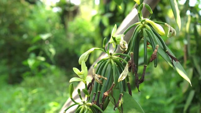 Close-up shot of a vanilla plant (Vanilla planifolia) showing young green vanilla pods (beans) hanging from the vine, along with unopened flower buds.	