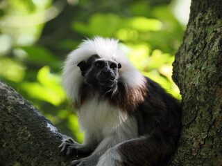 Cotton-top Tamarin Monkey Sitting on a Tree Branch