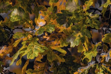 Close-up view of colorful oak leaves in autumn, showing shades of green, yellow, and brown, symbolizing seasonal change and the beauty of nature’s transition.
