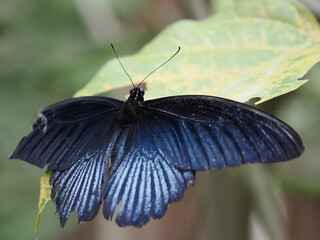 Obraz premium Beautiful Blue Great Mormon Butterfly Resting on a Leaf