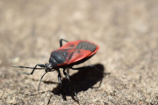 boxelder bug walking on a sandstone soil