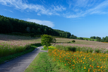 Cosmos Flower Field in Engaru, Hokkaido, Japan