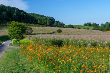 Cosmos Flower Field in Engaru, Hokkaido, Japan