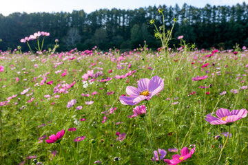 Obraz premium Cosmos Flower Field in Engaru, Hokkaido, Japan