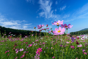 Cosmos Flower Field in Engaru, Hokkaido, Japan