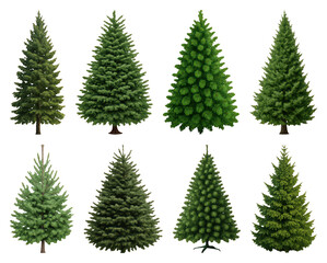Obraz premium PNG Various evergreen trees collection, transparent background