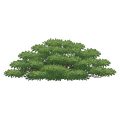 Green leafy bush isolated on transparent background with visible branches and dense foliage under soft natural lighting