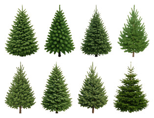 Obraz premium PNG Various evergreen trees collection, transparent background