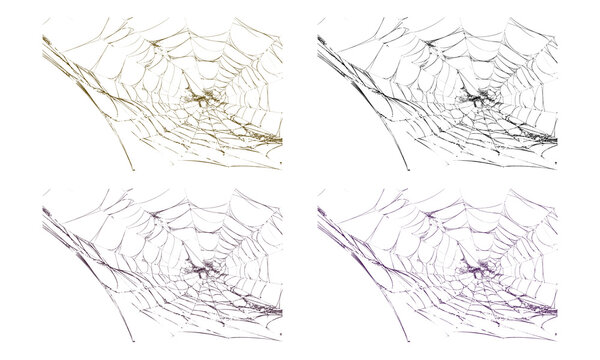 Intricate spider webs in golden and purple for halloween design