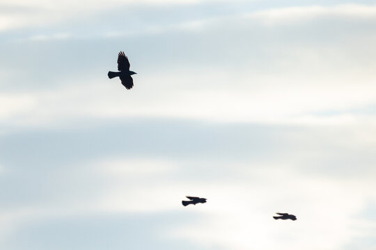 Shadowed bird watches, Dark bird guides quiet followers, Solitary crow leads companions beneath brooding overcast sky