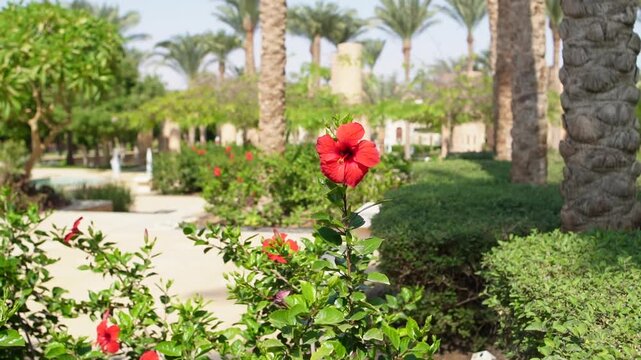 flowers in the park