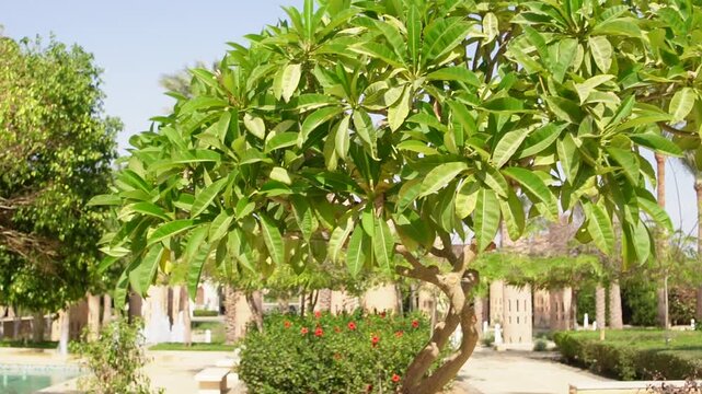 palm trees in the park