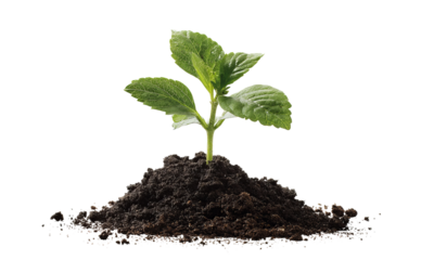 Young plant growing from soil isolated on a transparent background