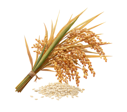 Rice Grains and Bunches isolated on a transparent background