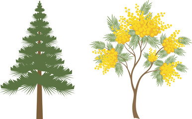 Coniferous pine tree and flowering mimosa tree illustration, botanical contrast, nature diversity, educational plant comparison, forest foliage, seasonal growth, green leaves, yellow blossoms, tree 