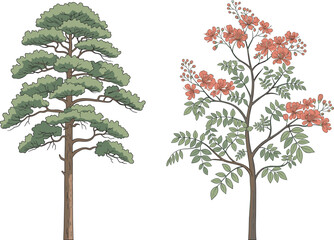Coniferous pine tree and flowering deciduous tree side by side, seasonal contrast, nature diversity, tropical bloom, evergreen foliage, botanical comparison, forest flora, landscape illustration