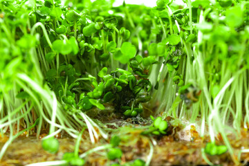 Mold and rot on young green sprouts of arugula microgreens. Problems of growing useful shoots arising from improper plant care.