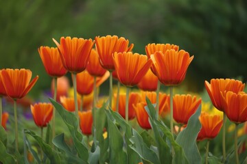 Vibrant Orange Tulips Blooming in a Lush Garden