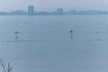 Serene landscape featuring calm sea water with distant buildings and silhouettes of birds perched on poles, creating a tranquil atmosphere of nature