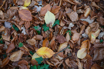 Autumn Leaves on Ground With Ivy and Colorful Fall Foliage in Warm Tones, Rich Texture