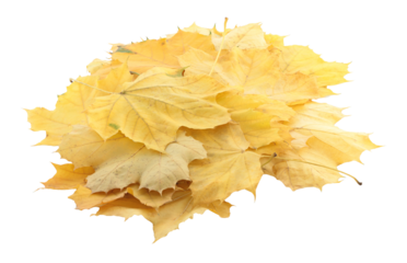 Pile of yellowed autumn leaves isolated on transparent background. Fall foliage, perfect for seasonal design, nature concepts, and decorative projects