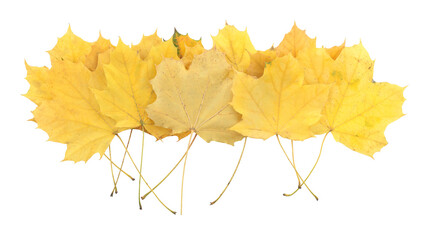 Pile of yellowed autumn leaves isolated on transparent background. Fall foliage, perfect for seasonal design, nature concepts, and decorative projects