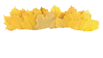 Autumn leaves lying horizontally, isolated on transparent background. Perfect natural template for cards, banners, and seasonal design projects