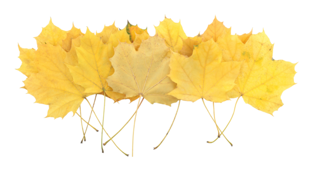 Pile of yellowed autumn leaves isolated on transparent background. Fall foliage, perfect for seasonal design, nature concepts, and decorative projects