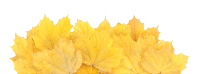 Autumn leaves lying horizontally, isolated on transparent background. Perfect natural template for cards, banners, and seasonal design projects
