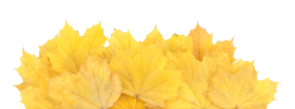 Autumn leaves lying horizontally, isolated on transparent background. Perfect natural template for cards, banners, and seasonal design projects