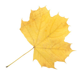 Yellow autumn leaf isolated on transparent background. Realistic seasonal element perfect for nature themes, decoration, eco design, and fall composition projects