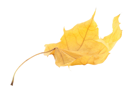 Dry yellow autumn leaf isolated on transparent background. Realistic seasonal element perfect for nature themes, decoration, eco design, and fall composition projects - Powered by Adobe