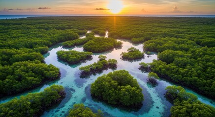 Aerial View of a Lush Green Mangrove Forest at Sunset in a Tropical Island Landscape