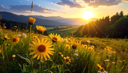Golden Sunset Meadow Flowers.